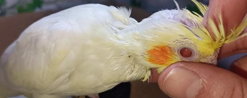 玄凤鹦鹉秃头的原因及处理方法，可能是季节性脱毛换毛造成的