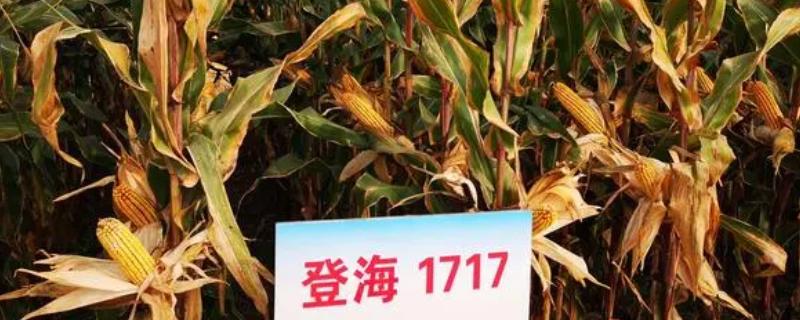 登海1717的产量，每亩产量可达到666.45kg左右