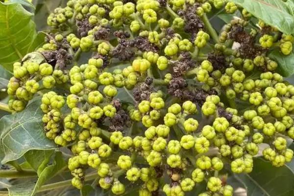 吴茱萸叶片发黄怎么办，剪除病叶并喷施代森锌等药物