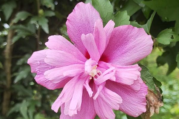 木槿花的寓意，寓意坚韧、质朴、永恒的爱意等