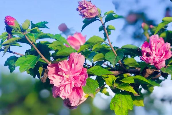 木槿花的寓意，寓意坚韧、质朴、永恒的爱意等