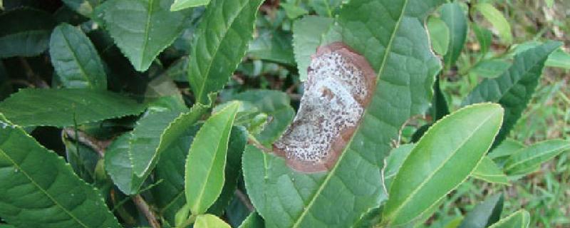怎么防治茶轮斑病，茶园应避免捋采或强采