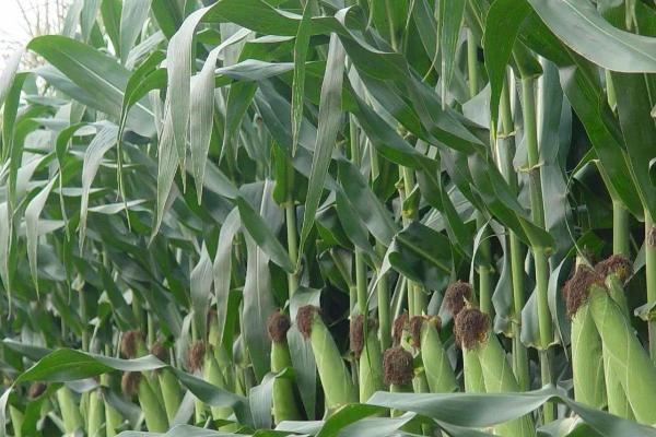 丰德存玉10号玉米品种介绍，夏季种植生育期为100-105天