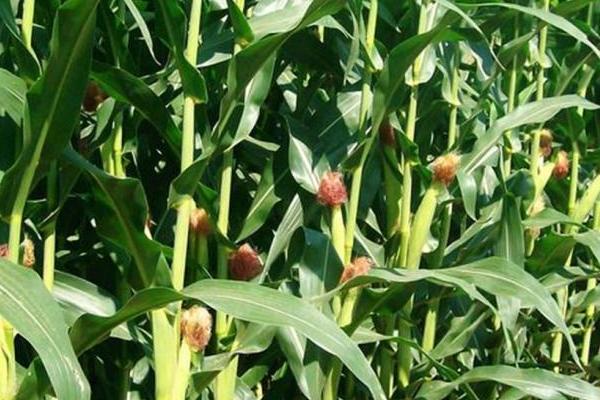 丰德存玉10号玉米品种介绍，夏季种植生育期为100-105天
