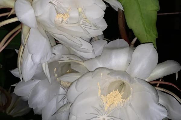 昙花的开花时间与什么有关，开花时间与气候有关