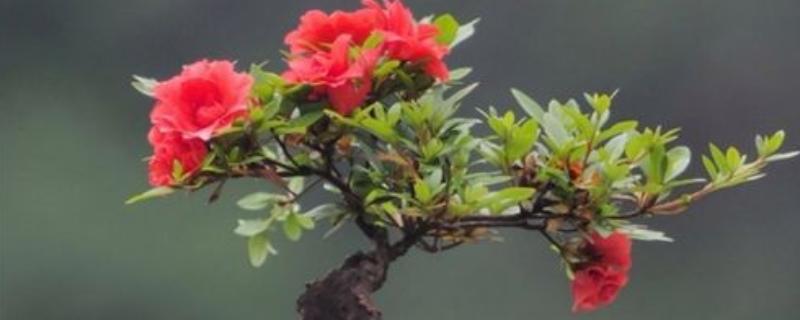映山红桩皮青不发芽的处理方式，要选择合适的土壤