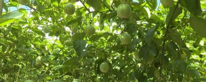 百香果种一次能活多少年，可以活到20年左右