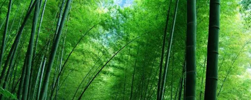 竹子开花会不会死亡，开花结果后就会枯死