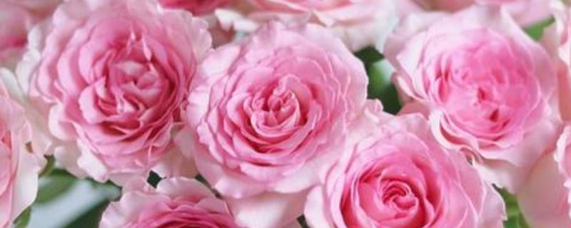 粉色洛神玫瑰花的花语是什么，寓意初恋、甜美、纯真等