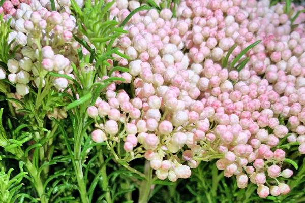 米花是什么植物，是煤油草属的常绿灌木