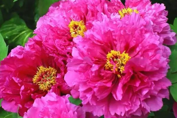 牡丹花的开放时间，一般为4月份左右