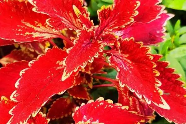 五彩苏的花语是什么，寓意欢乐活力、花心的恋人等