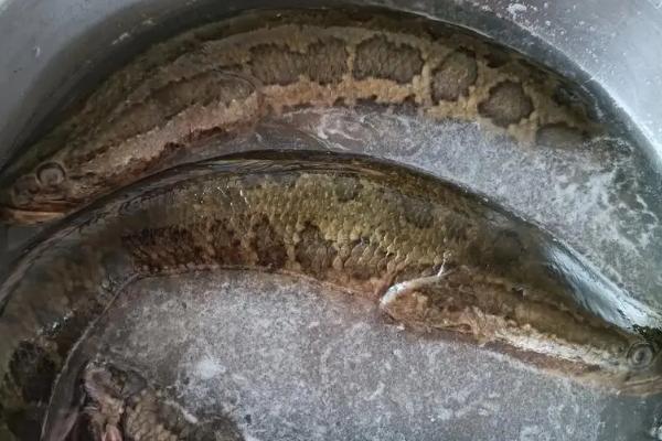 黑鱼可以长多大，大部分只能长到2-3kg