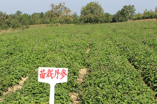 种植中药材不能用什么肥料，具有腐蚀与毒害作用、含有有害离子的肥料均不能使用