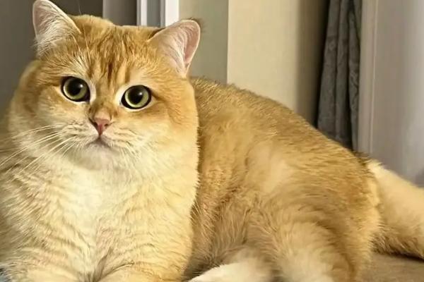 猫鼻支和感冒鼻炎有什么区别，前者会出现流泪和打喷嚏等症状、后者具有流涕和呼吸异常等表现