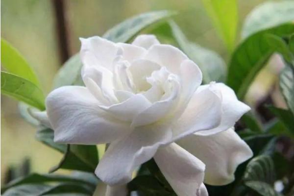 枙子花的开放时间，一般为3-7月份