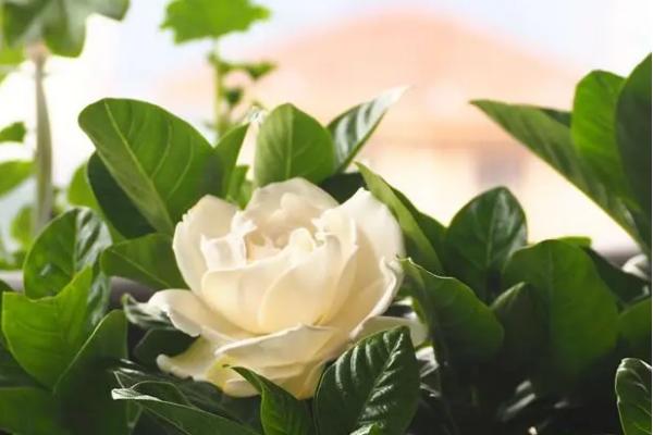 枙子花的开放时间，一般为3-7月份