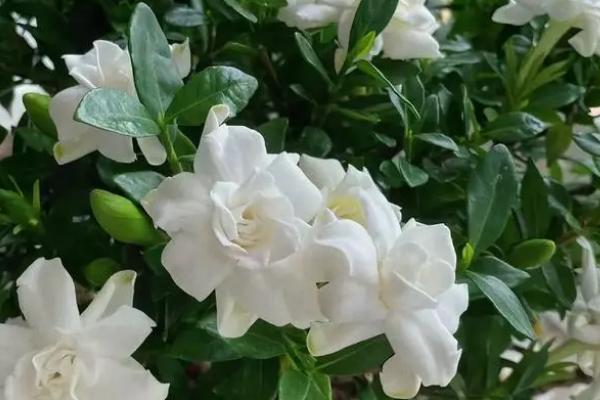 枙子花的开放时间，一般为3-7月份