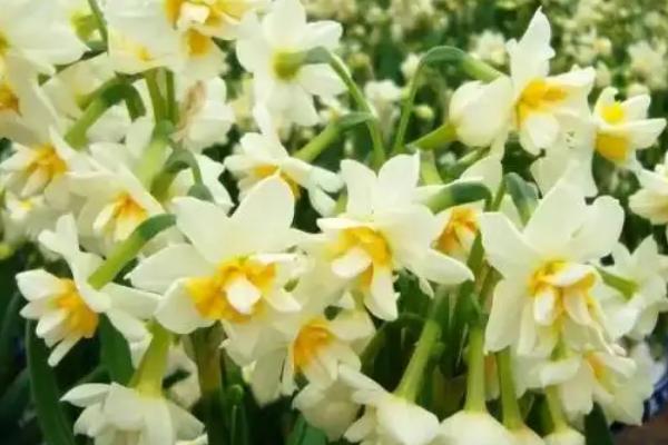 水仙花会在几点开放，一般为晚上7-8点