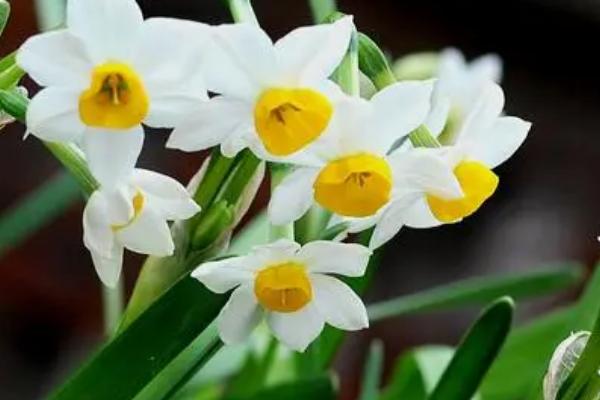 水仙花会在几点开放，一般为晚上7-8点