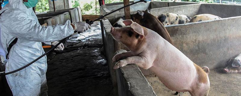 猪舍消毒用什么消毒液，可选择氢氧化钠、石灰乳等
