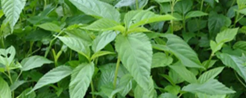 帝王菜简介，就是指长蒴黄麻