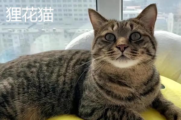 狸花猫和虎斑猫有什么区别，前者大多呈棕色或黑色、后者以银色较常见