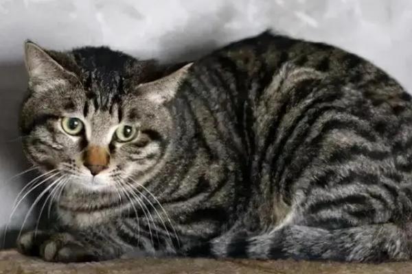 狸花猫和虎斑猫有什么区别，前者大多呈棕色或黑色、后者以银色较常见