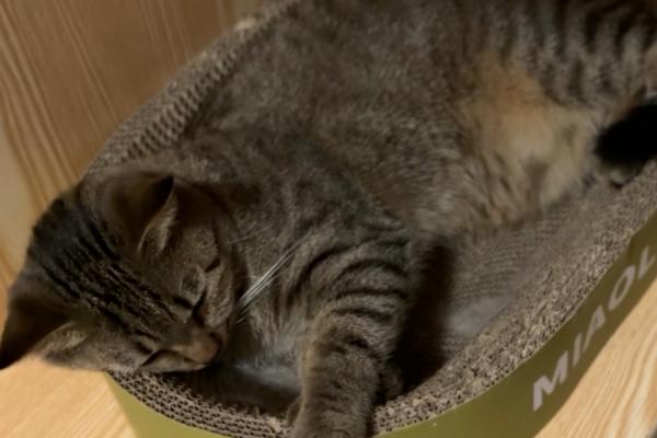狸花猫和虎斑猫有什么区别，前者大多呈棕色或黑色、后者以银色较常见