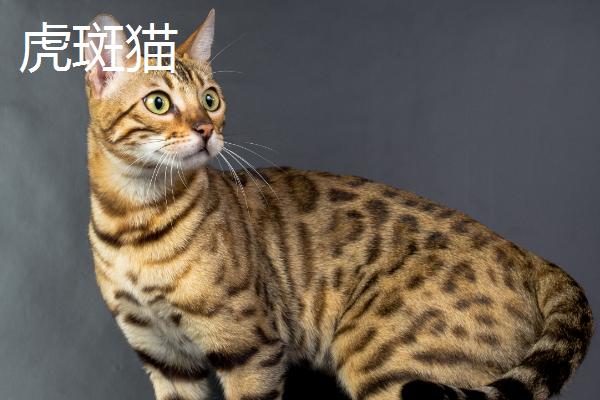 狸花猫和虎斑猫有什么区别，前者大多呈棕色或黑色、后者以银色较常见
