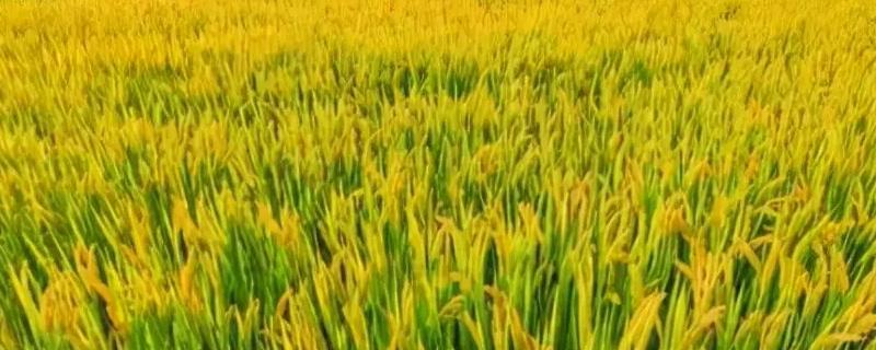 盐稻11号水稻种子简介，全生育期155.8天