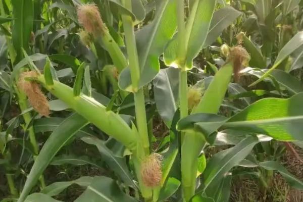 苏花糯2号玉米种子介绍，该品种植株偏高