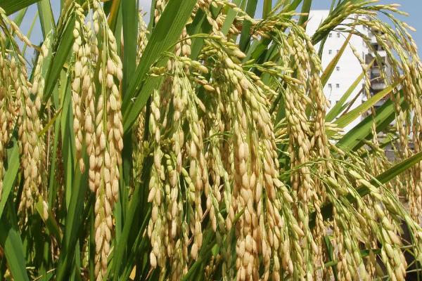 F优3号水稻品种简介，每亩1.2万穴左右