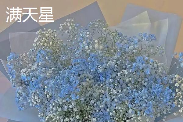 水晶草和满天星有什么区别，形态、大小和花色均不同