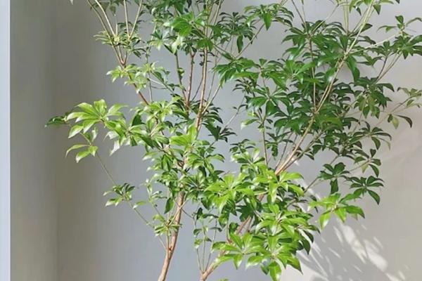 马醉木的种植方法，对枝条涂抹生根粉再插入土壤中