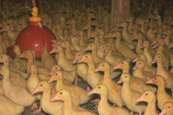 鸭子咬同类的毛怎么办，拌料饲喂硫酸锌或硫酸钙可避免啄毛