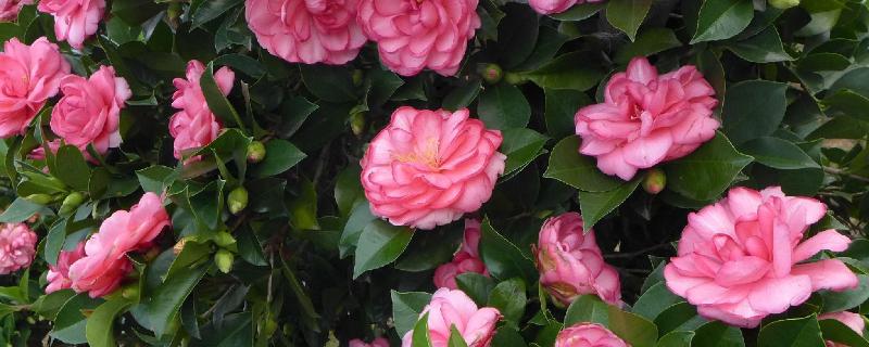 四季茶花好不好养，是比较好养活的花卉