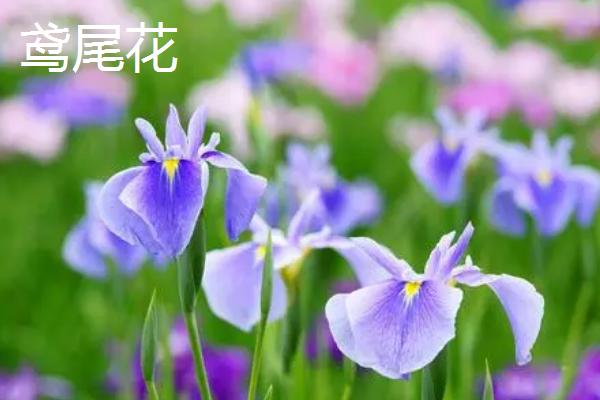 黛尾花与鸢尾花的区别，二者是同一种植物