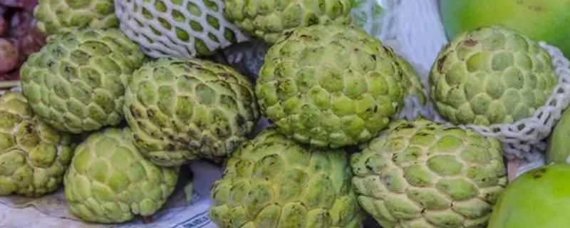 怎么催熟释迦果，可以用大香进行熏制催熟