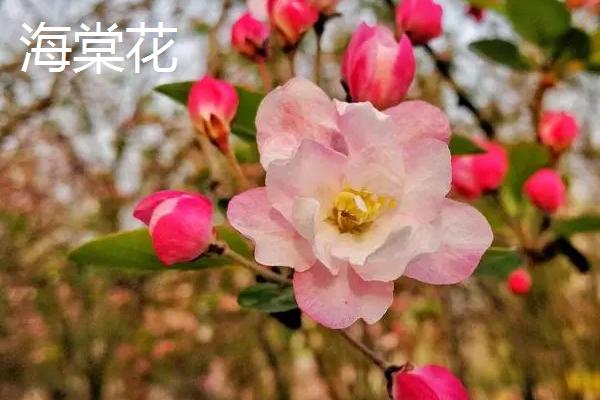 海棠花与梅花有什么区别，株形、叶片、花朵、花期均不同