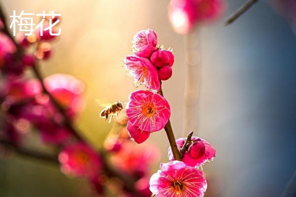 海棠花与梅花有什么区别，株形、叶片、花朵、花期均不同