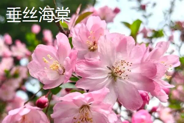 海棠花与梅花有什么区别，株形、叶片、花朵、花期均不同