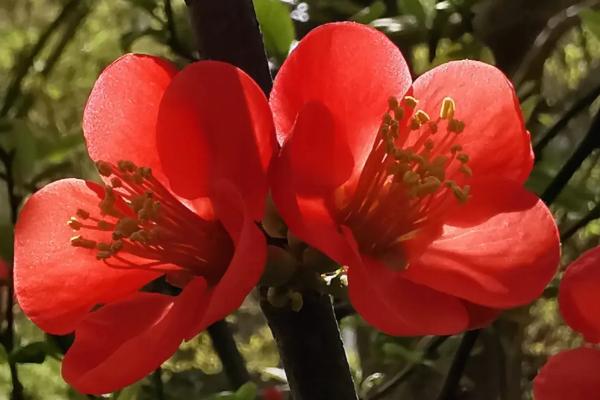 海棠花与梅花有什么区别，株形、叶片、花朵、花期均不同