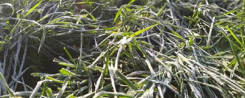 小麦晚霜冻害的症状，严重时会导致整块麦田枯黄