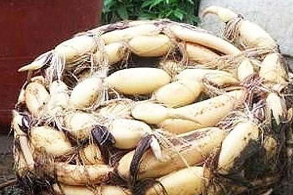 种藕所需投资，每亩需要6700元左右