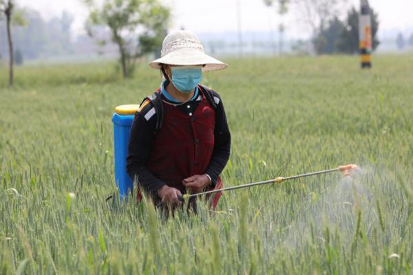 小麦什么时候打除草剂，在幼苗期和返青期使用为佳