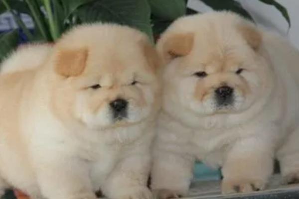 松狮幼犬的饲养方法，幼儿期每天饲喂3-4次