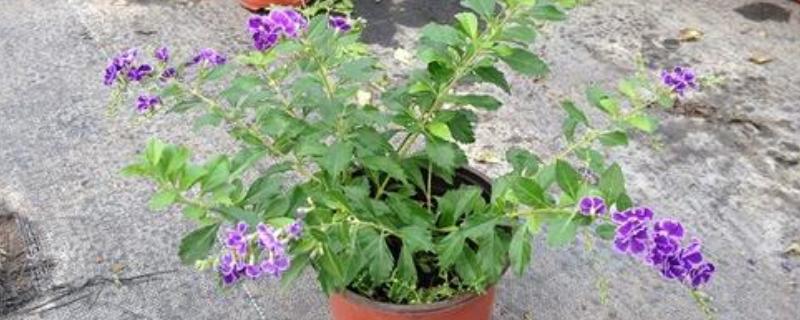 金露花的耐寒温度，可耐寒零度