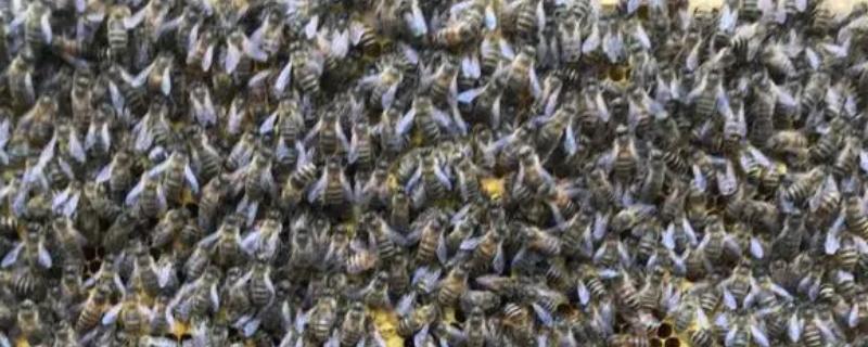 中蜂秋季分蜂在几月，每年的9-10月发生得最为集中