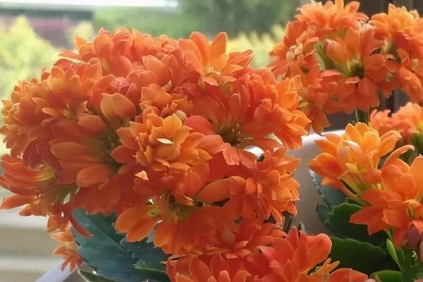 长寿花的养护方法，生长旺盛期可每隔2-3天浇一次水